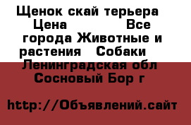 Щенок скай терьера › Цена ­ 20 000 - Все города Животные и растения » Собаки   . Ленинградская обл.,Сосновый Бор г.